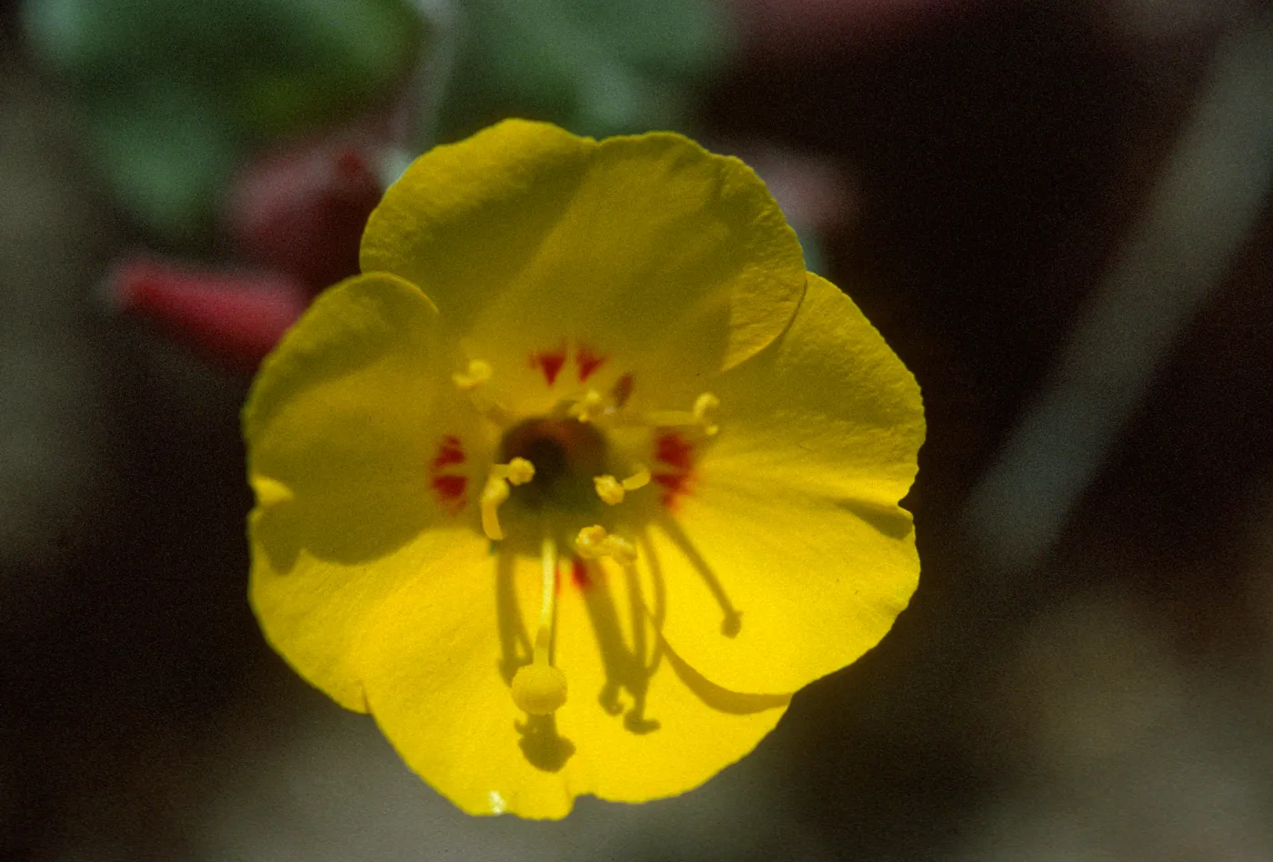 Camissonia cheiranthifolia