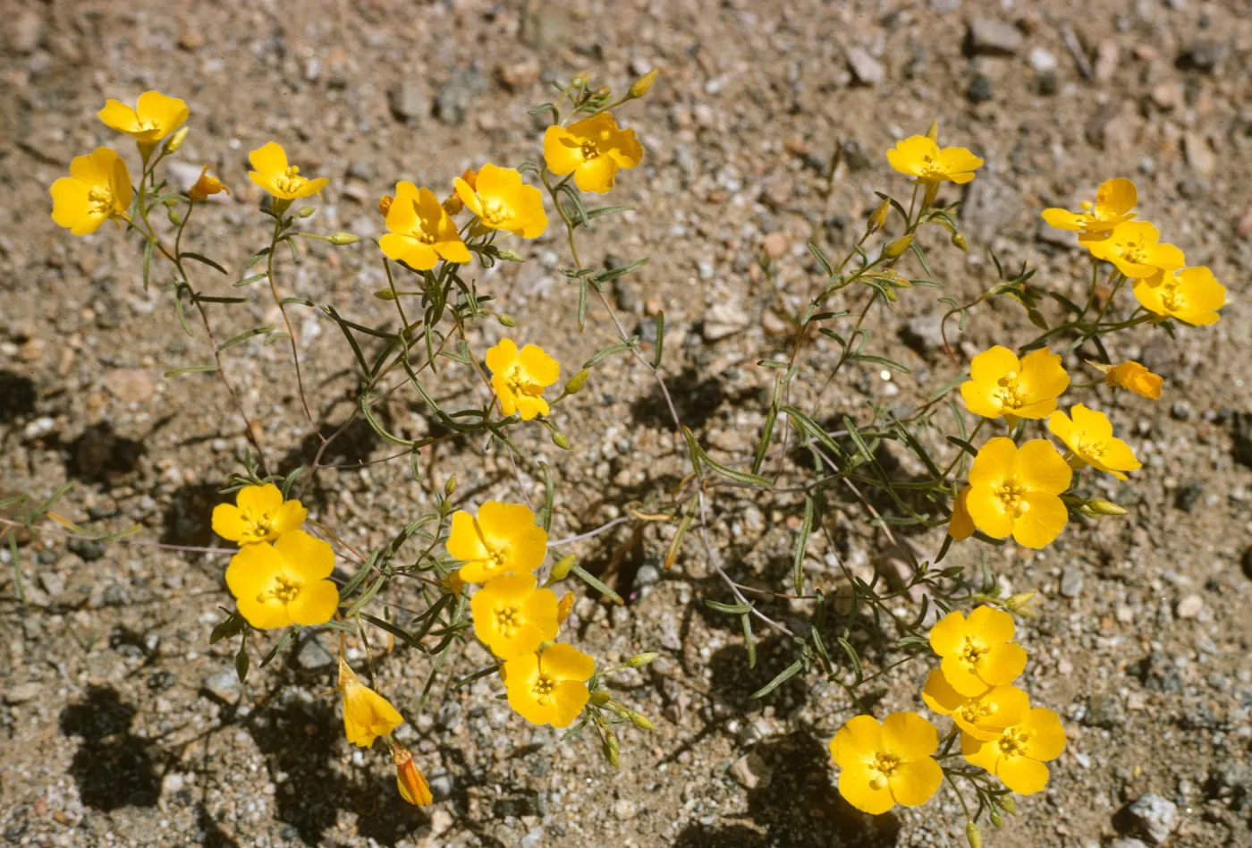 Camissonia campestris