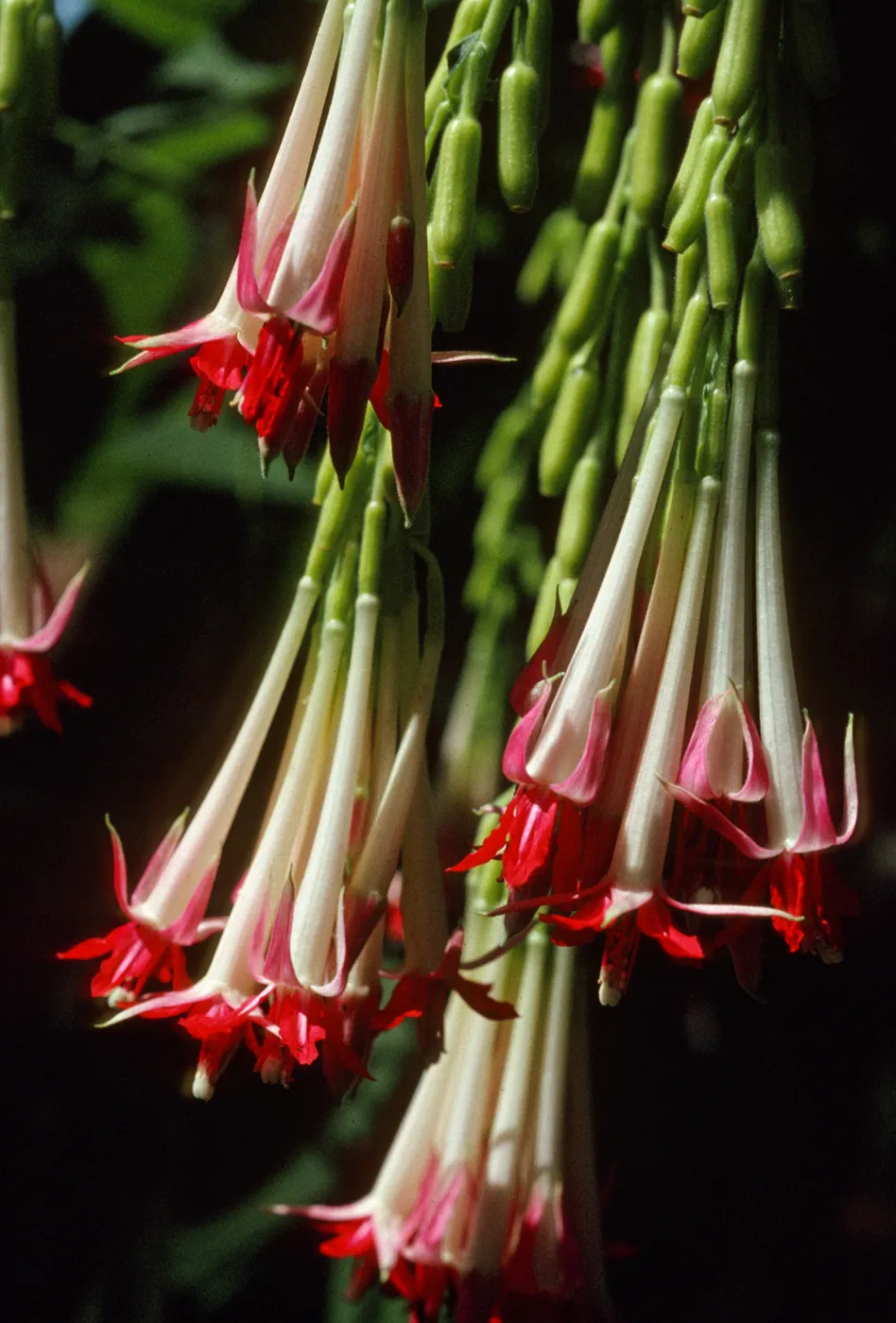 Fuchsia boliviana