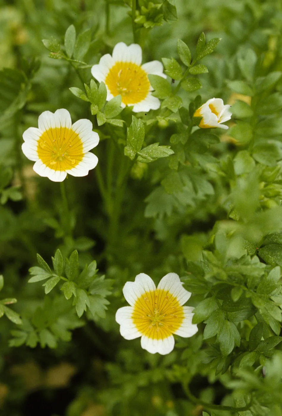 Limnanthes douglasii douglasii