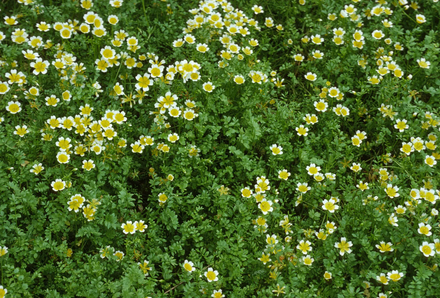 Limnanthes douglasii douglasii