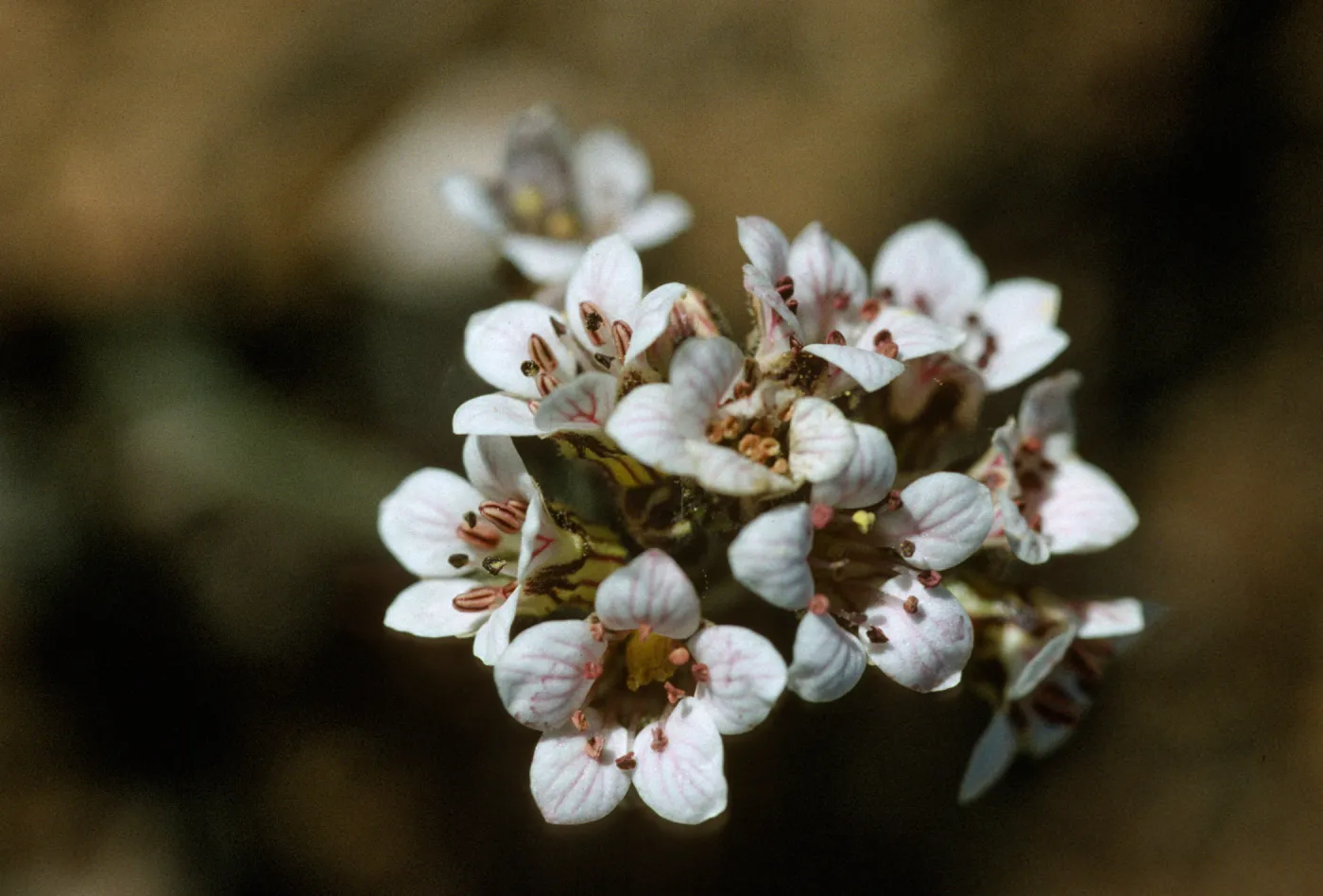 Jepsonia malvifolia thrum flower
