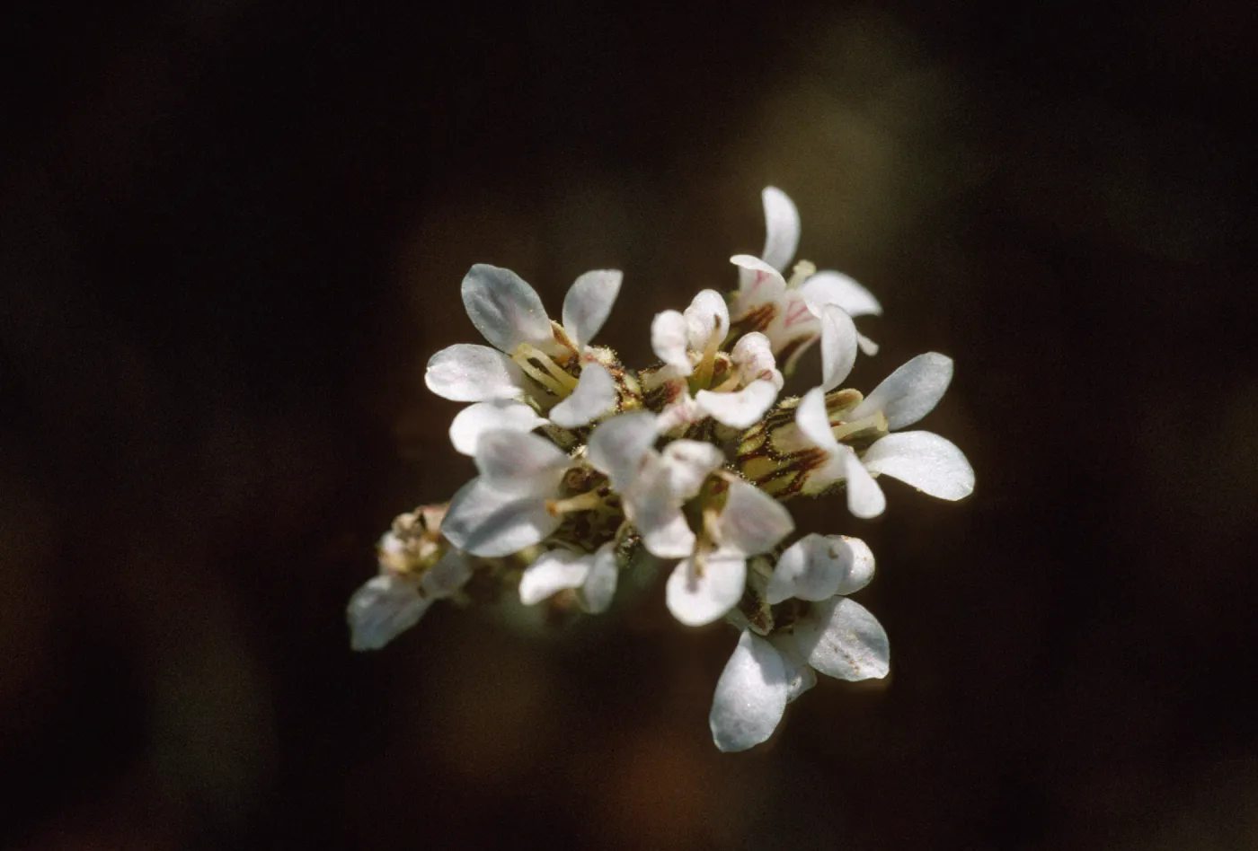 Jepsonia malvifolia pin flower