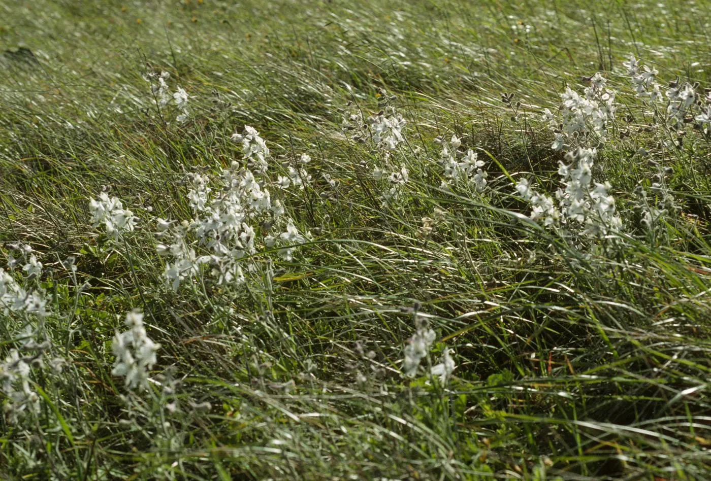 Delphinium kinkiense