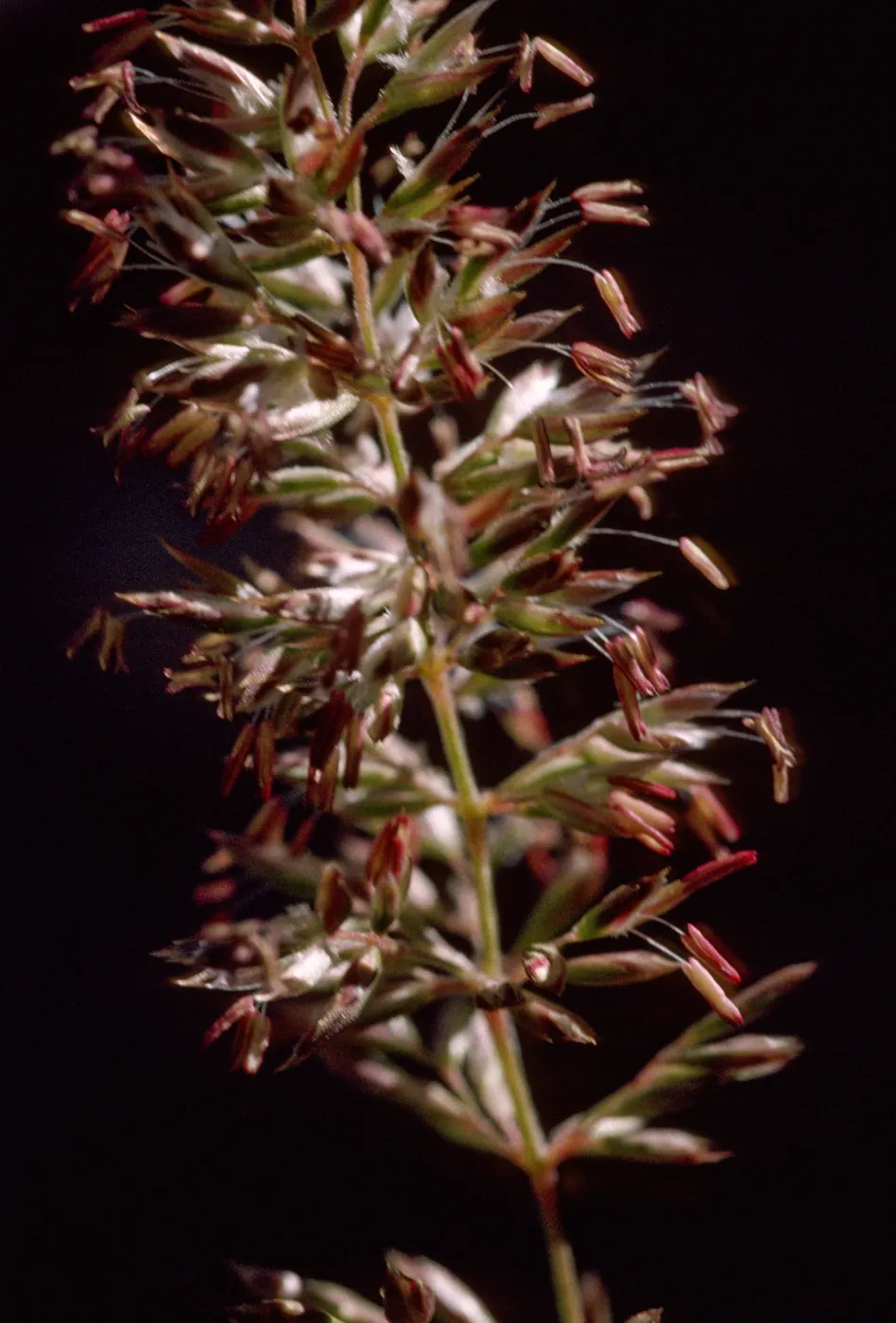 Koeleria macrantha