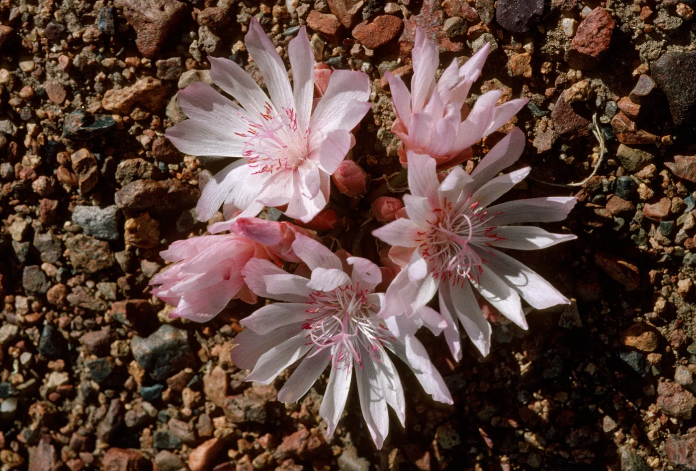 Lewisia rediviva