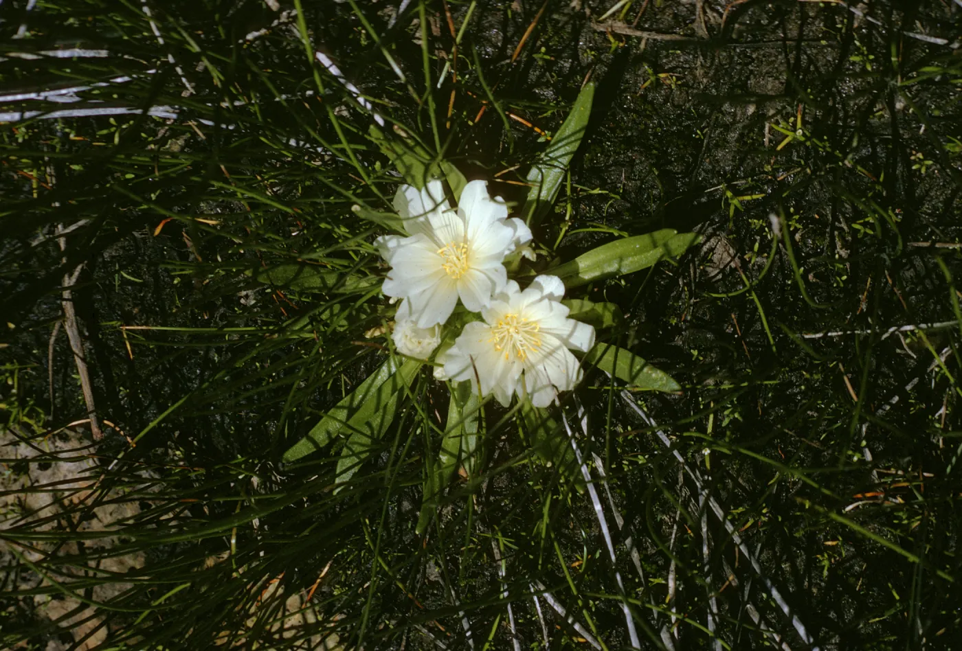 Lewisia hevadousis