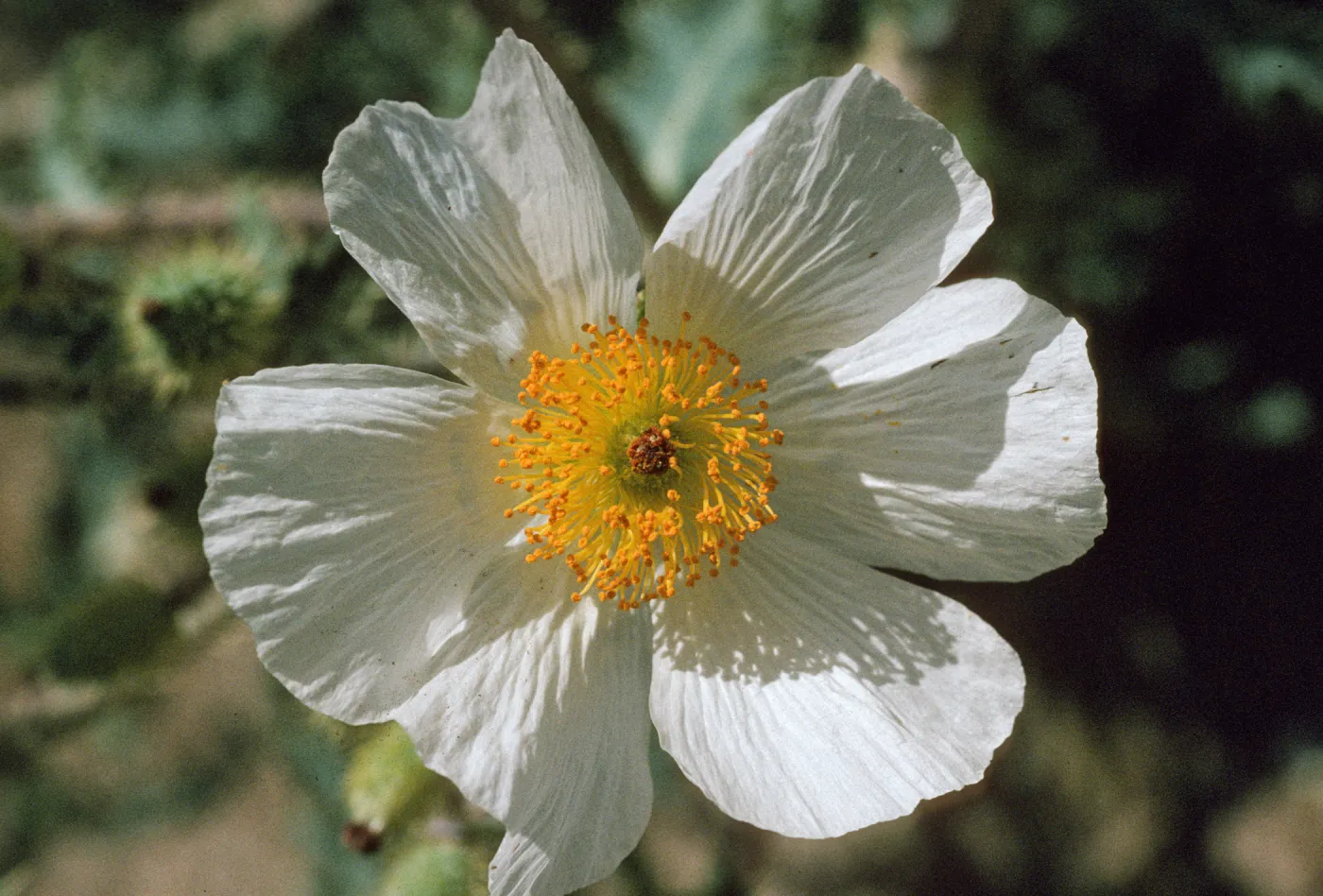 Argemone