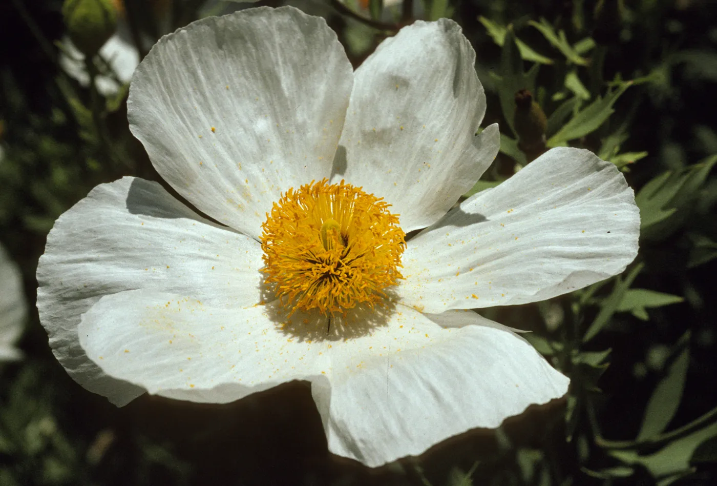 Romneya coulteri