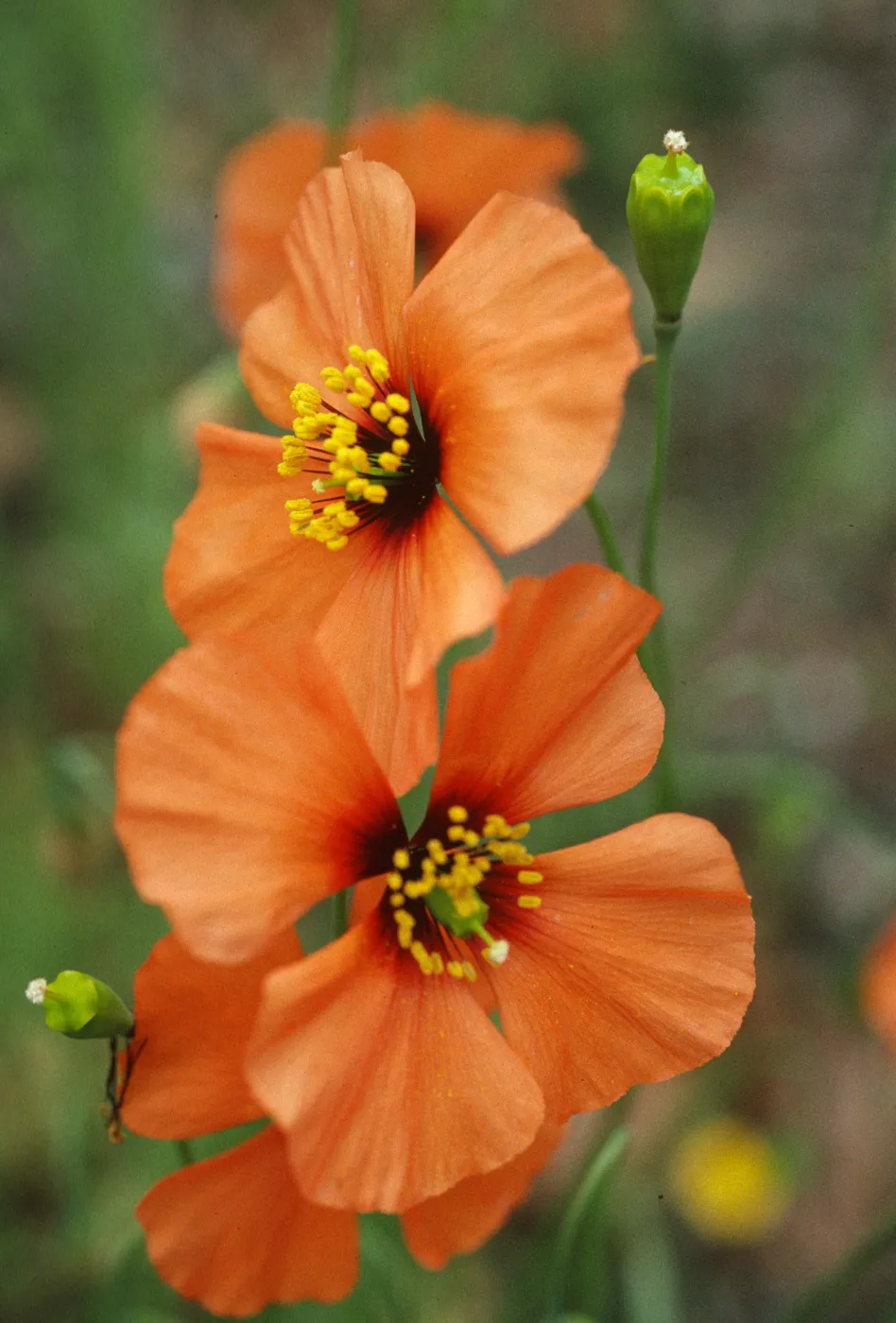Stylomecon heterophylla