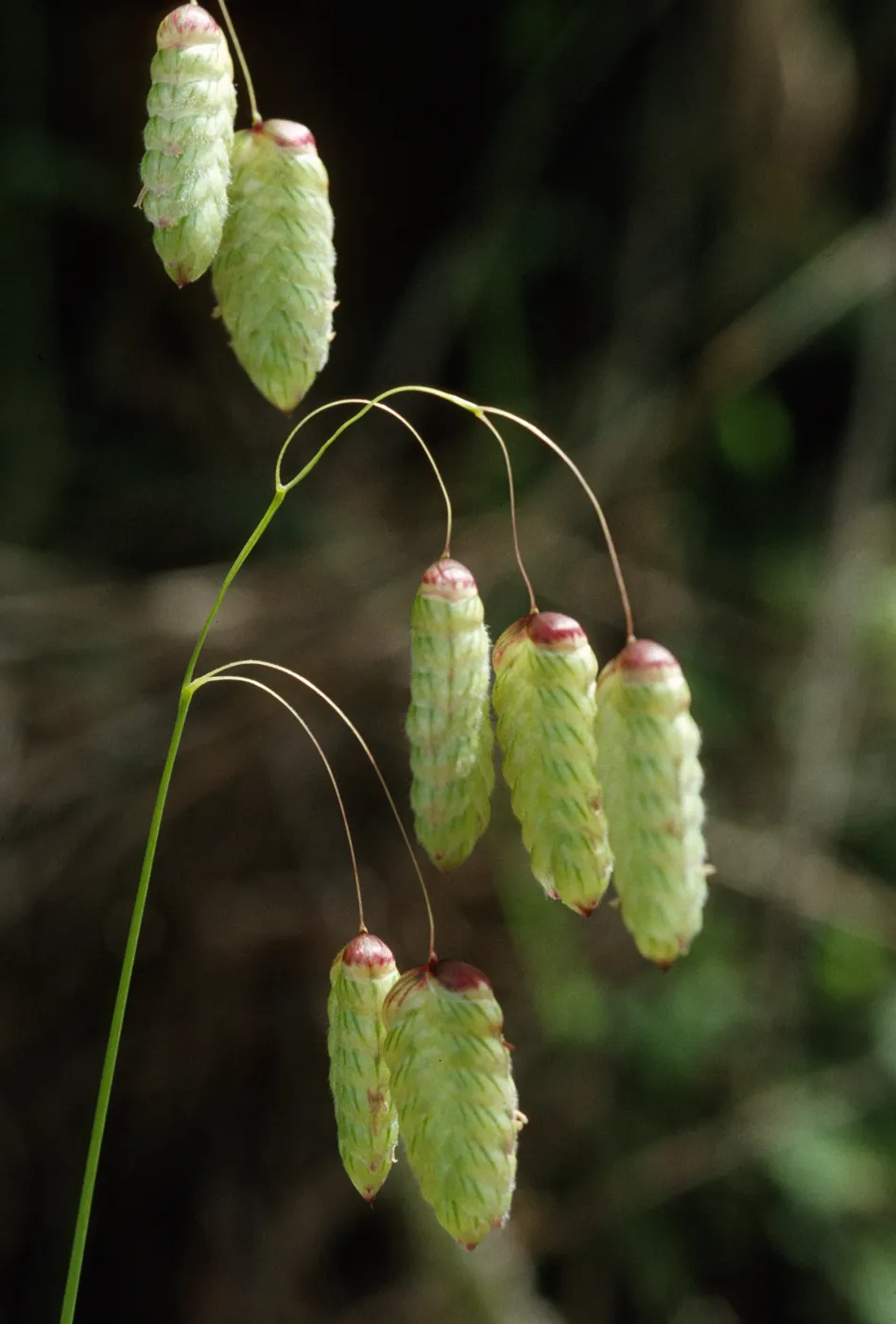 Briza maxima