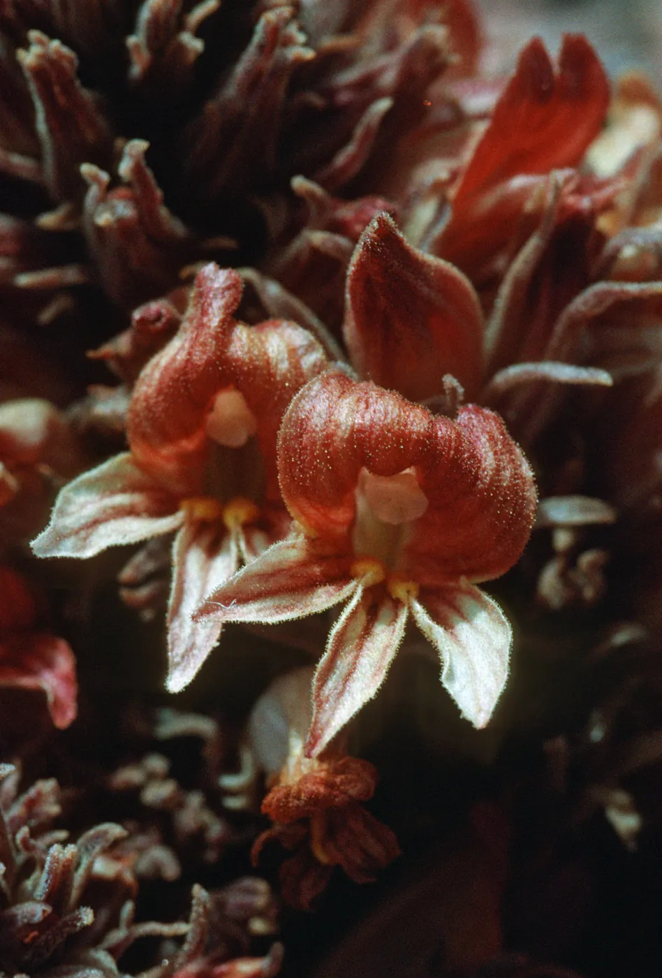 Orobanche californica ssp. feudgei