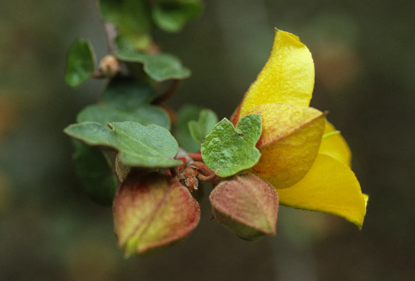 Fremontodendron californicum flowers
