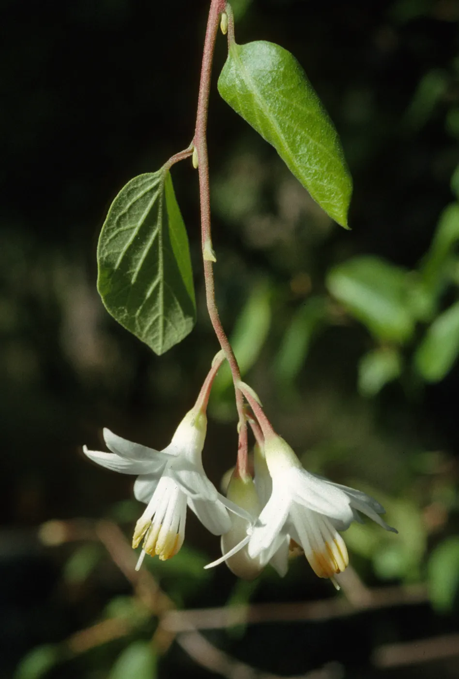 Styrax officinalis var. californicus