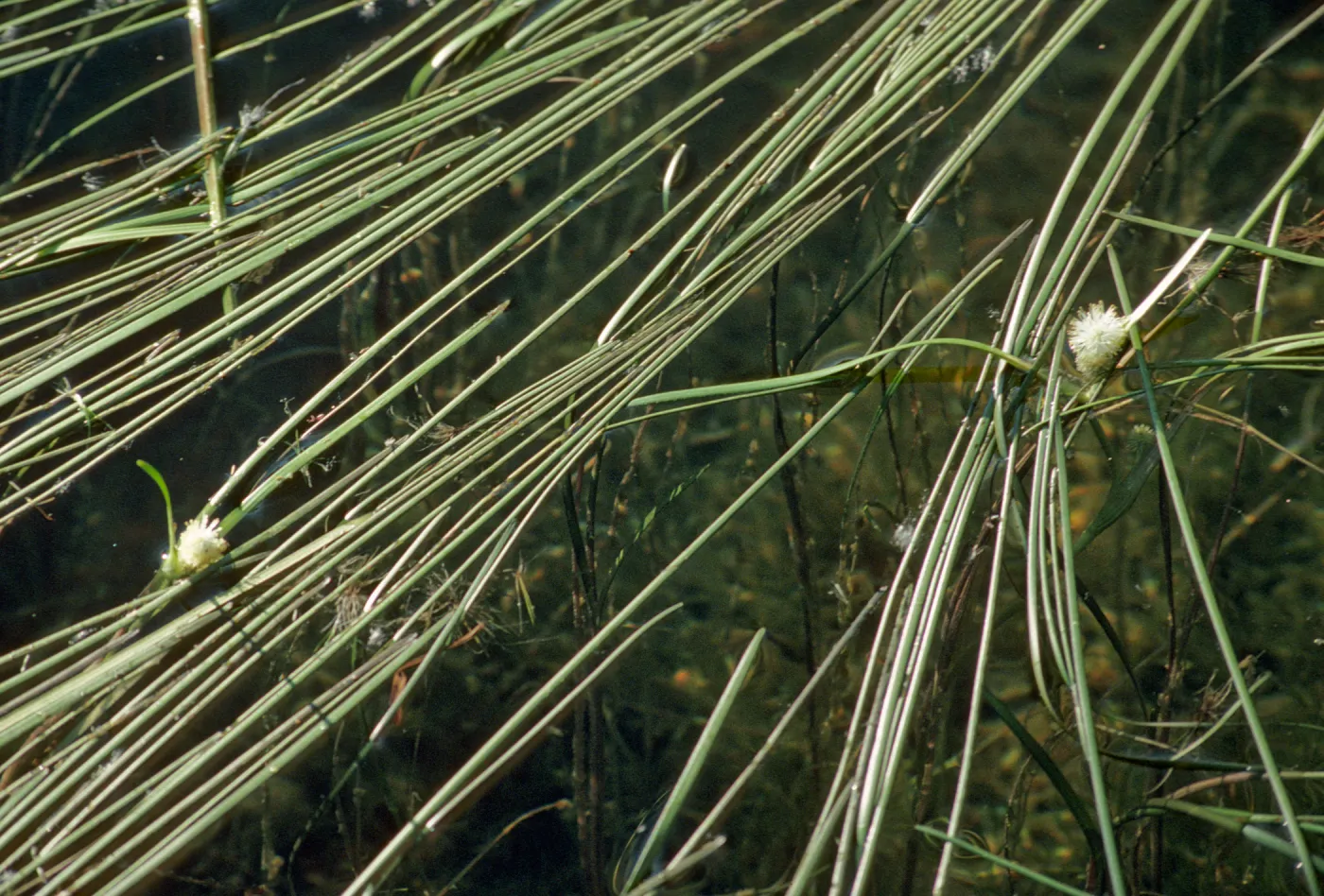 Sparganium natans