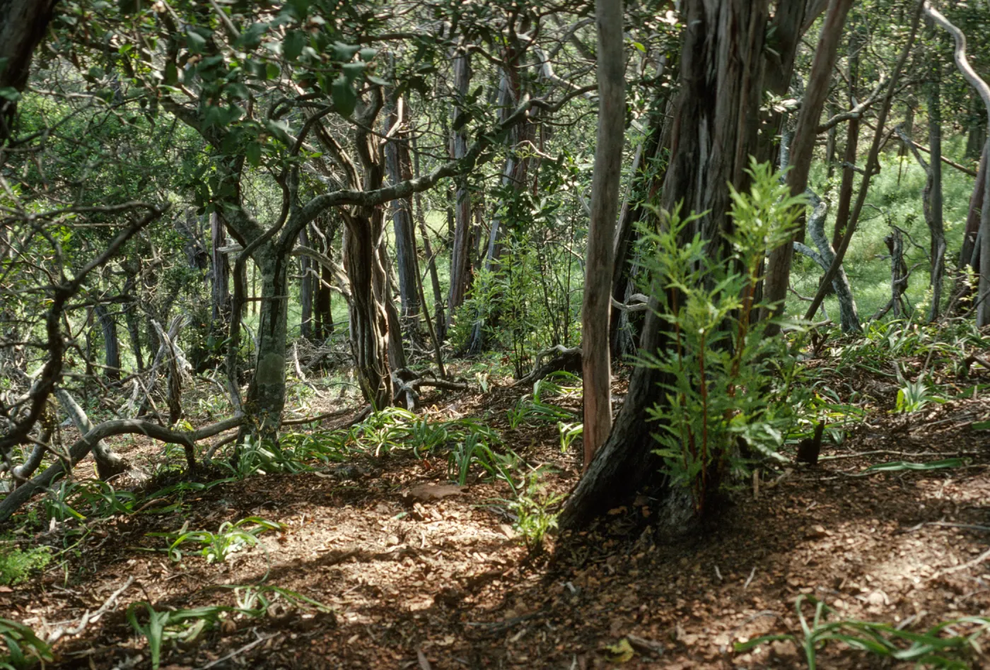 Lyonothomnus stand