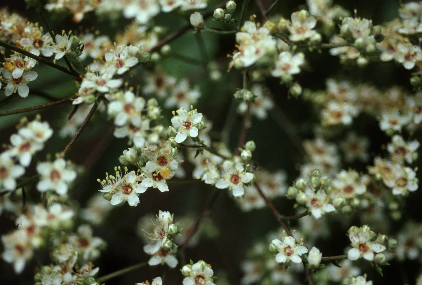Lyonothomnus
