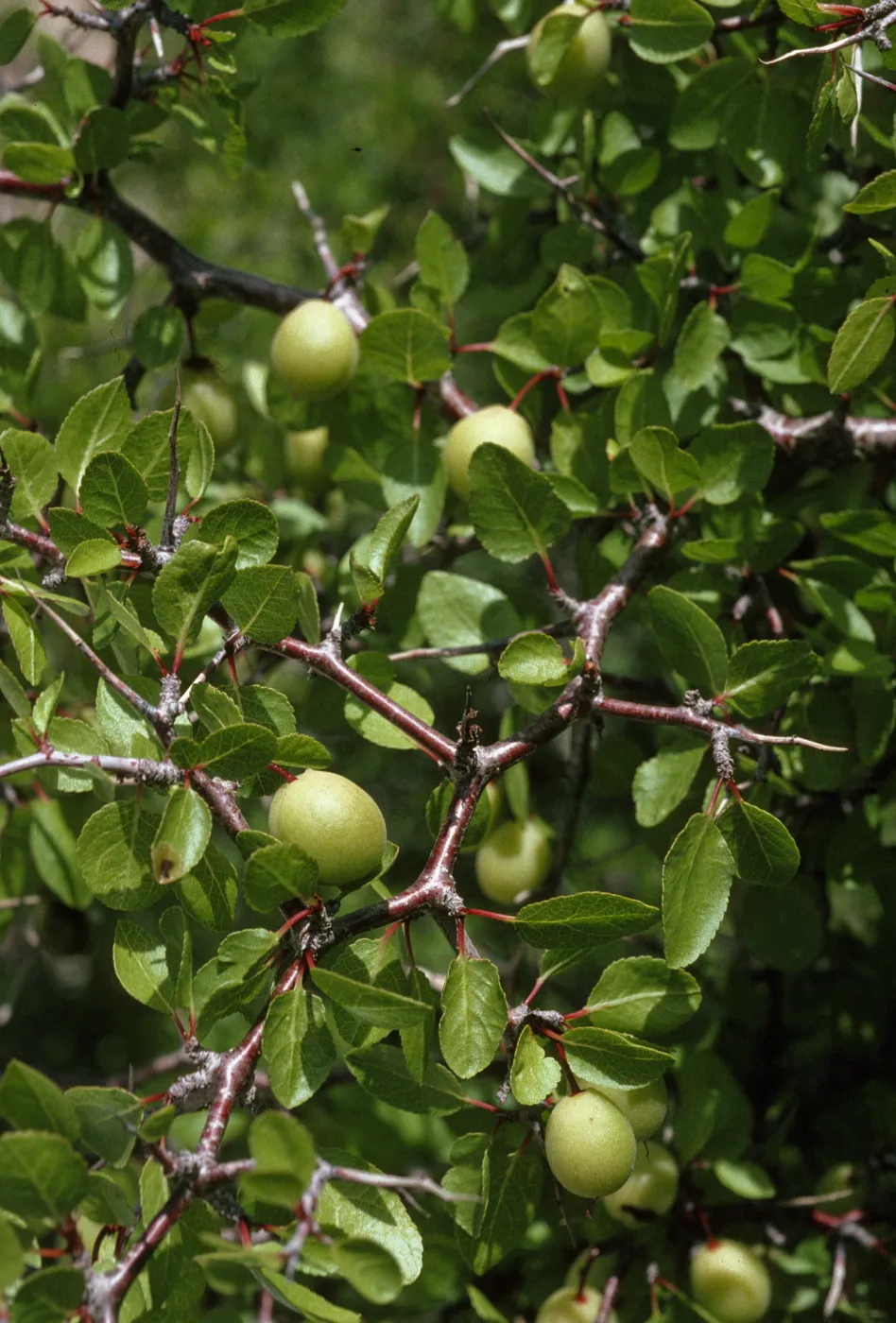 Prunus fremontii