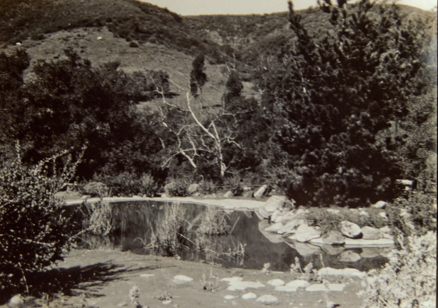 Old Pond