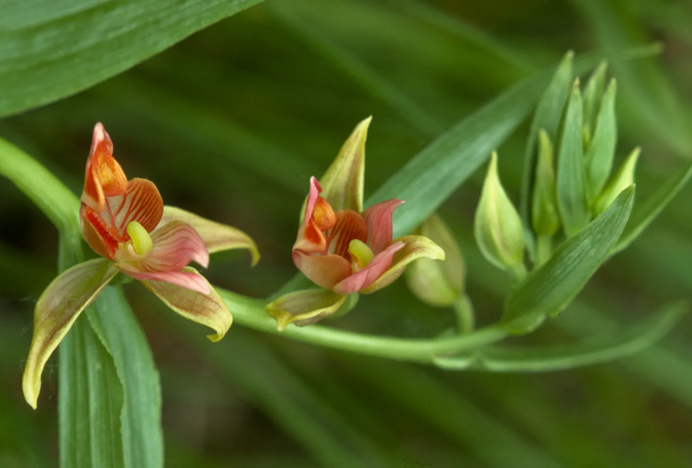 Epipactis gigantea