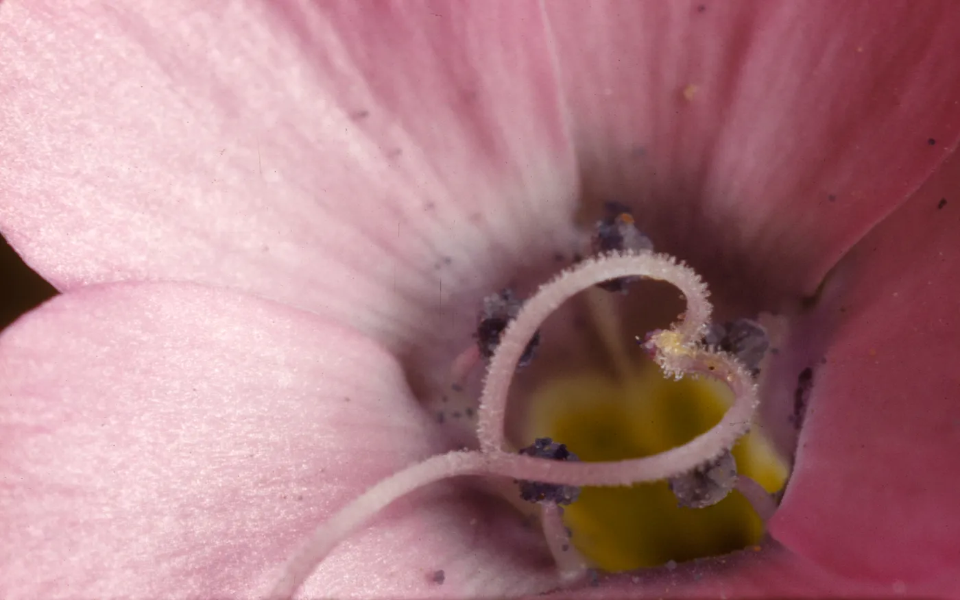 Gilia species