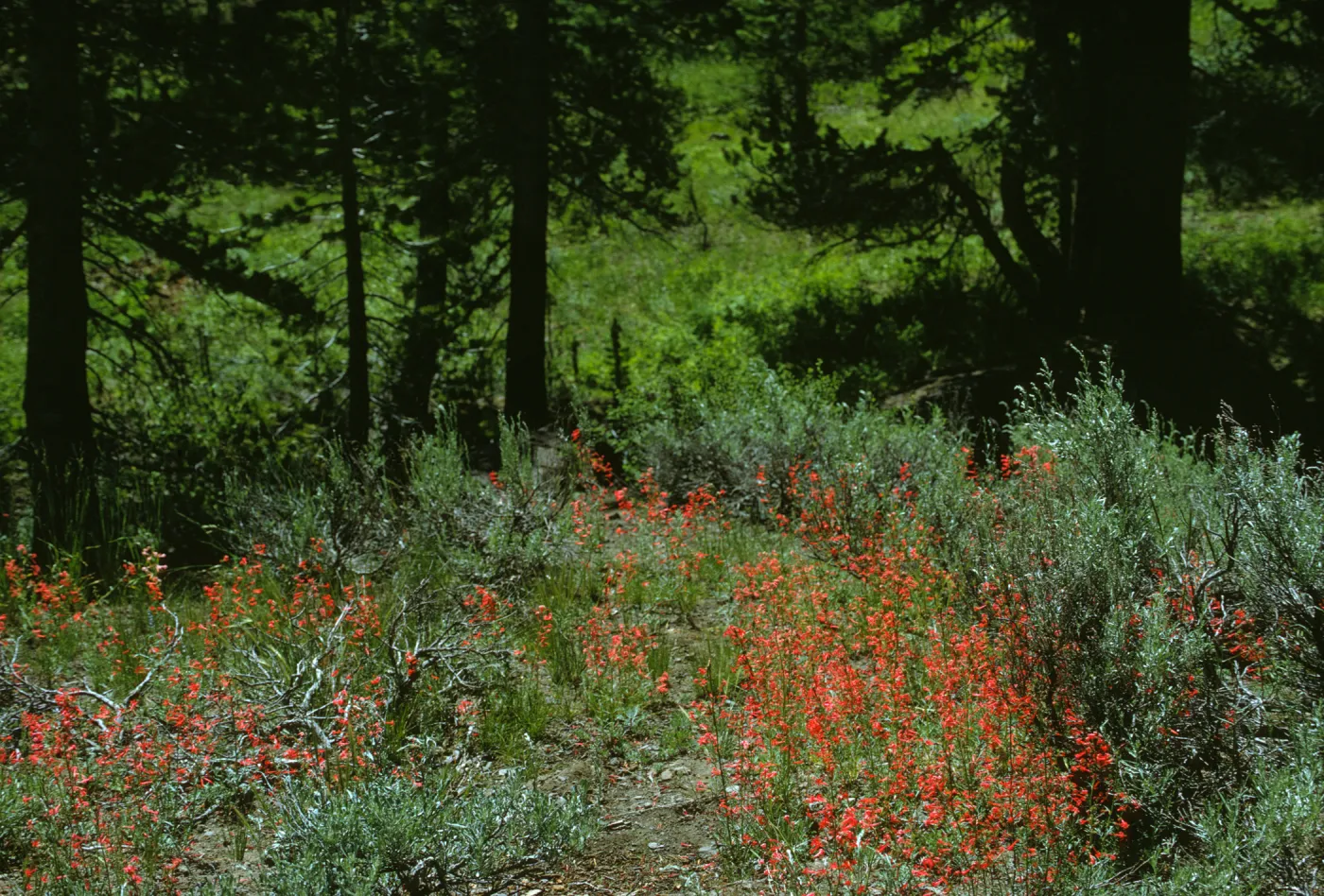 Gilia species