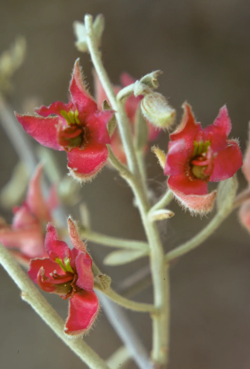 Krameria parvifolia