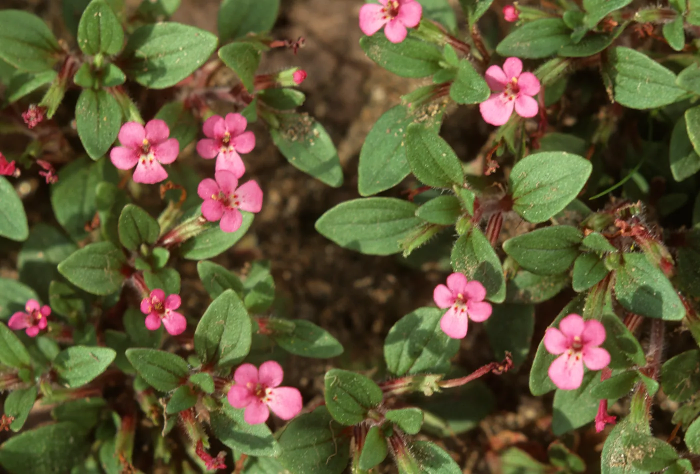 Mimulus kelloggii