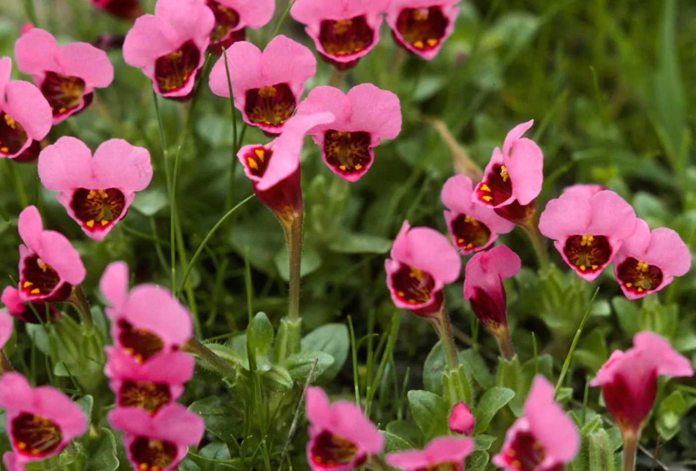Mimulus douglasii