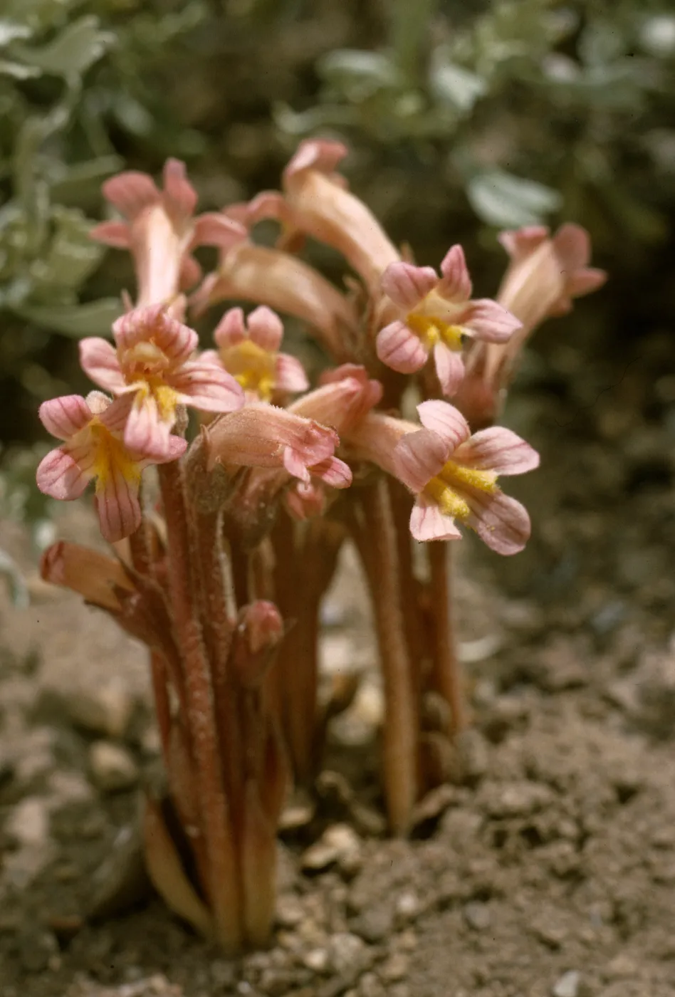 Orobanche fasciculata, Clustered Broomrape