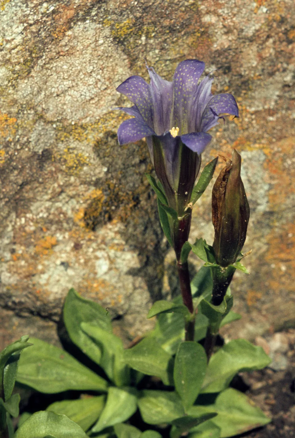 Gentiana newberryi, Newberry's Gentian