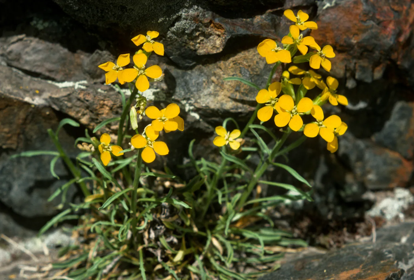 Erysimum perenne, Sierra Wildflower