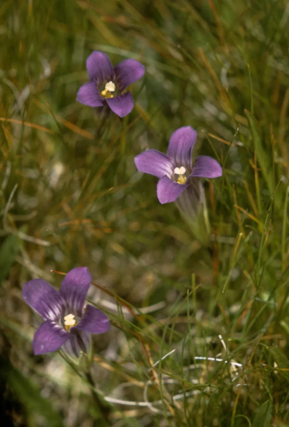 Gentiana holopetala, Sierra Gentian