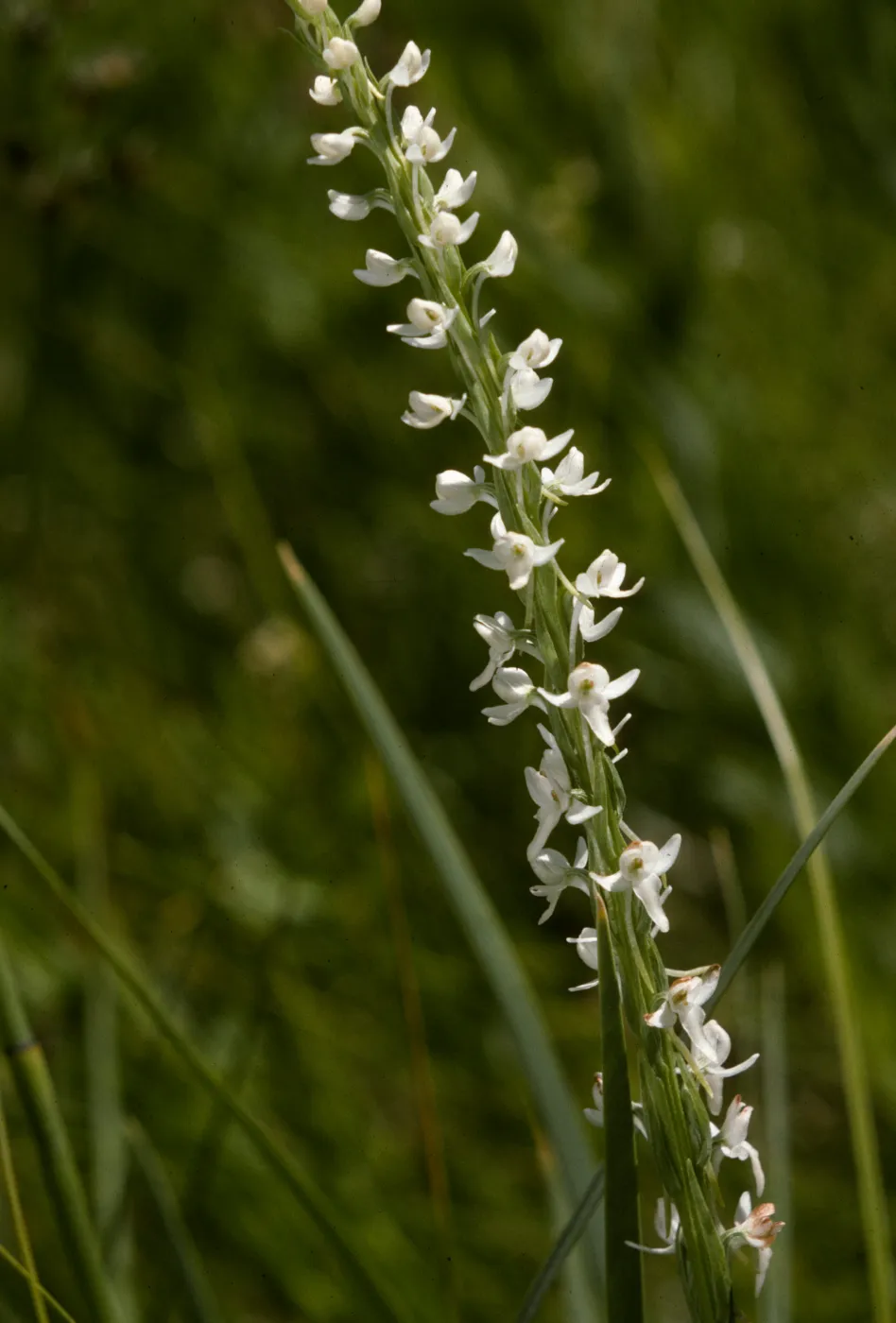 Habenaria sparsiflora, Green Rein Orchid