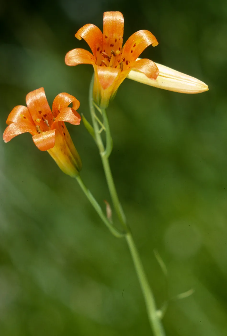 Lilium parvum, Sierra Tiger Lily