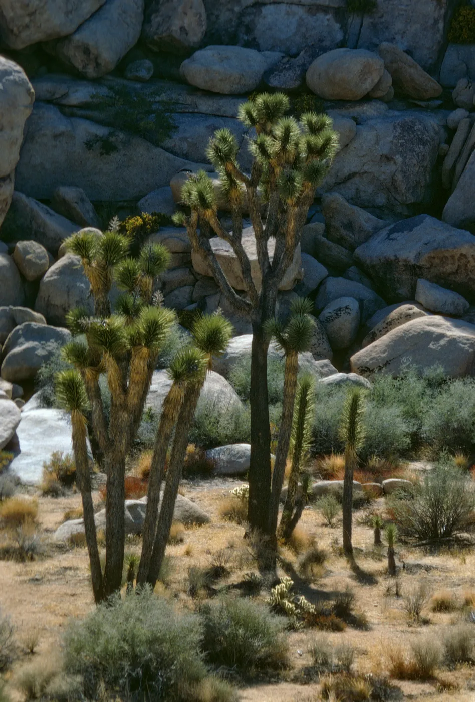 Yucca brevifolia, Joshua Tree
