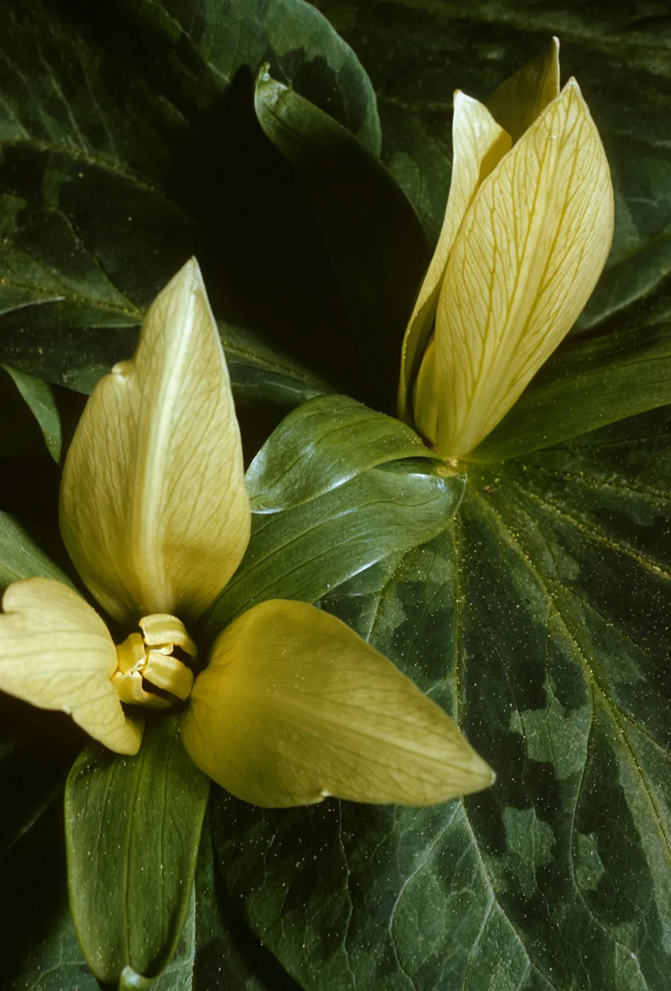 Trillium chloropetalum