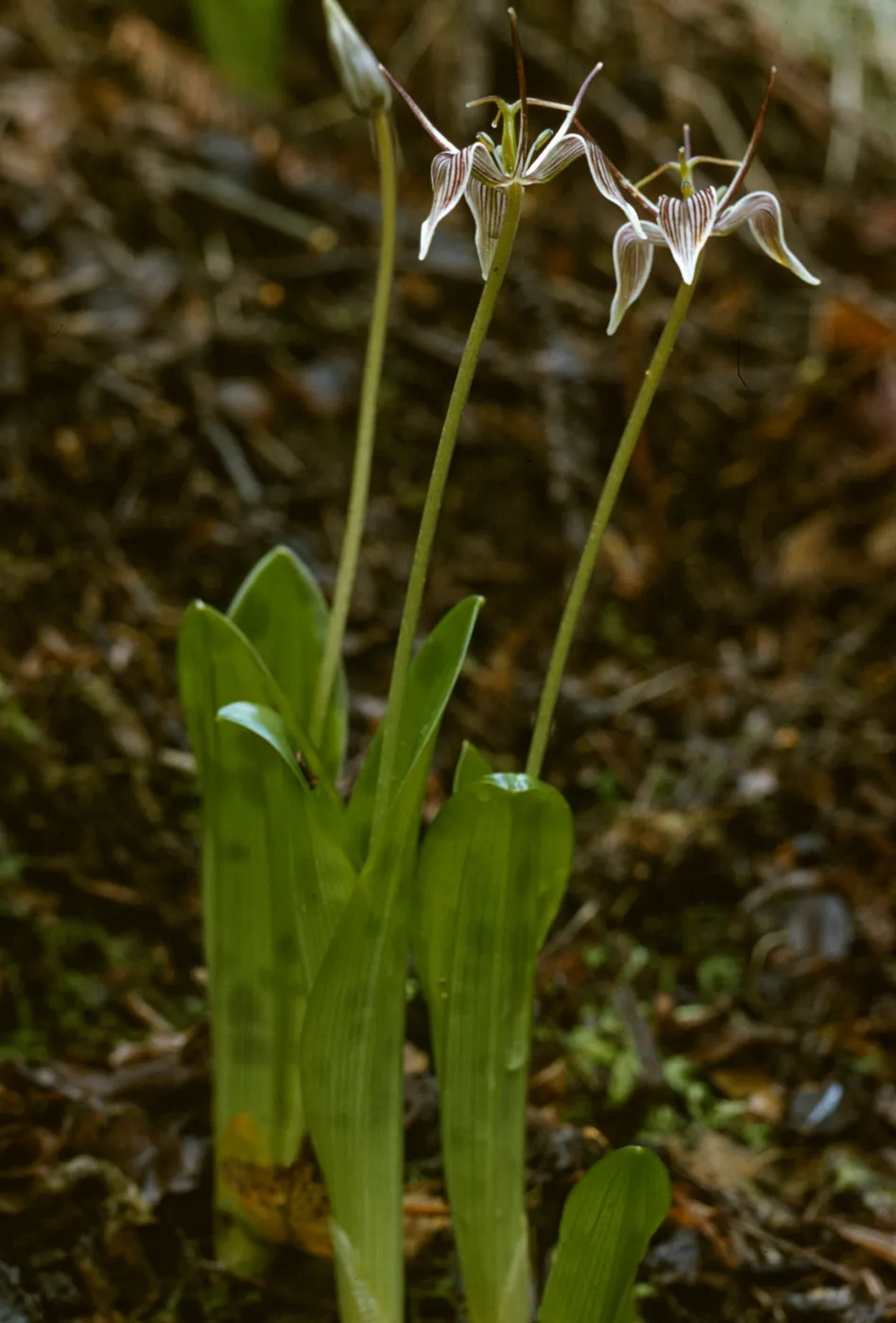 Scoliopus bigelovii, Fetid Adder's Tongue
