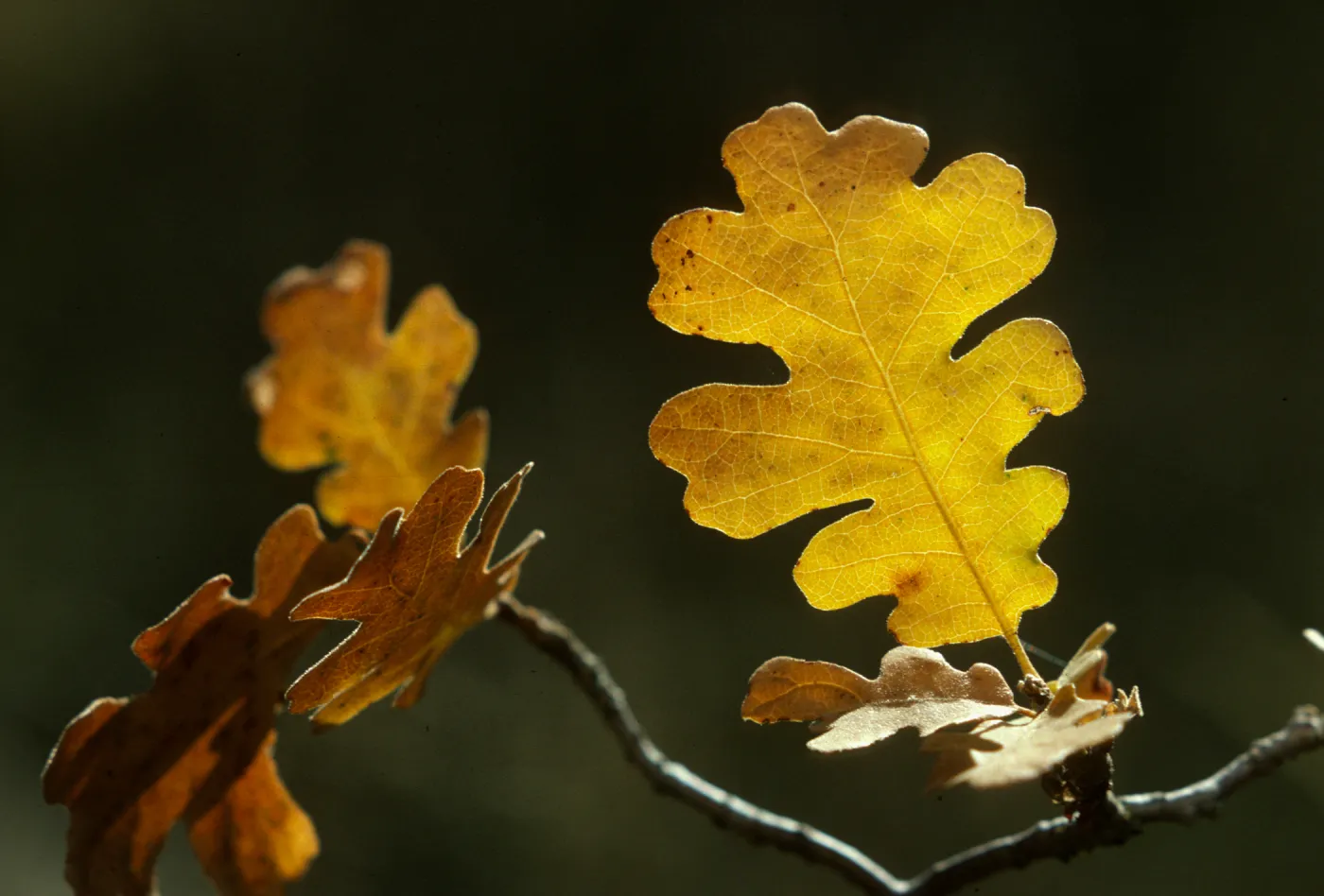 Quercus lobata