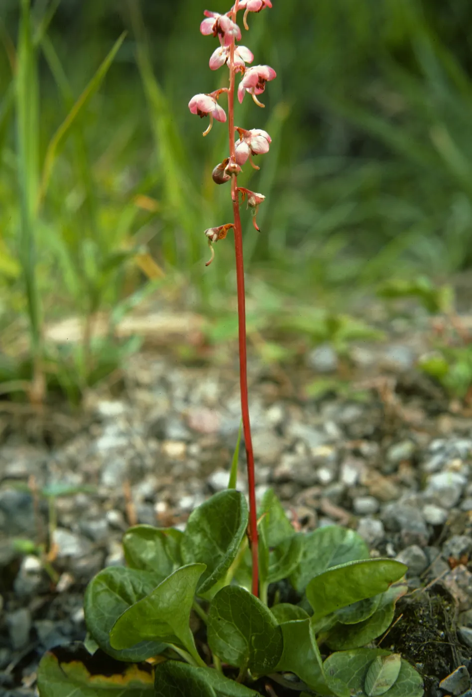 Pyrola asarifolia