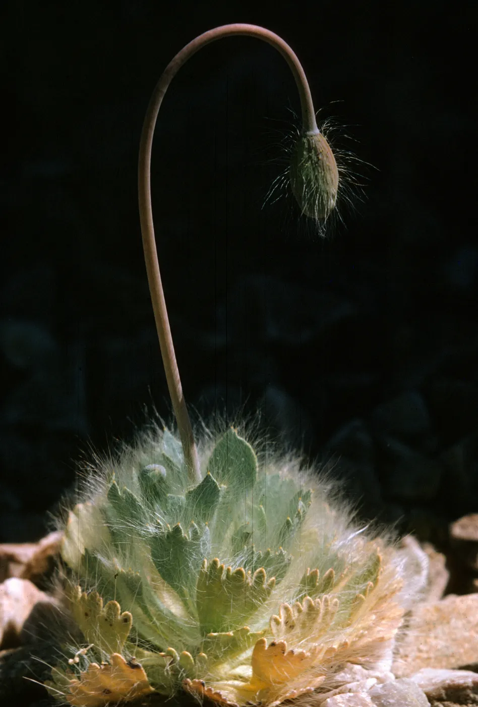 Arctomecon merriami, Bear Poppy