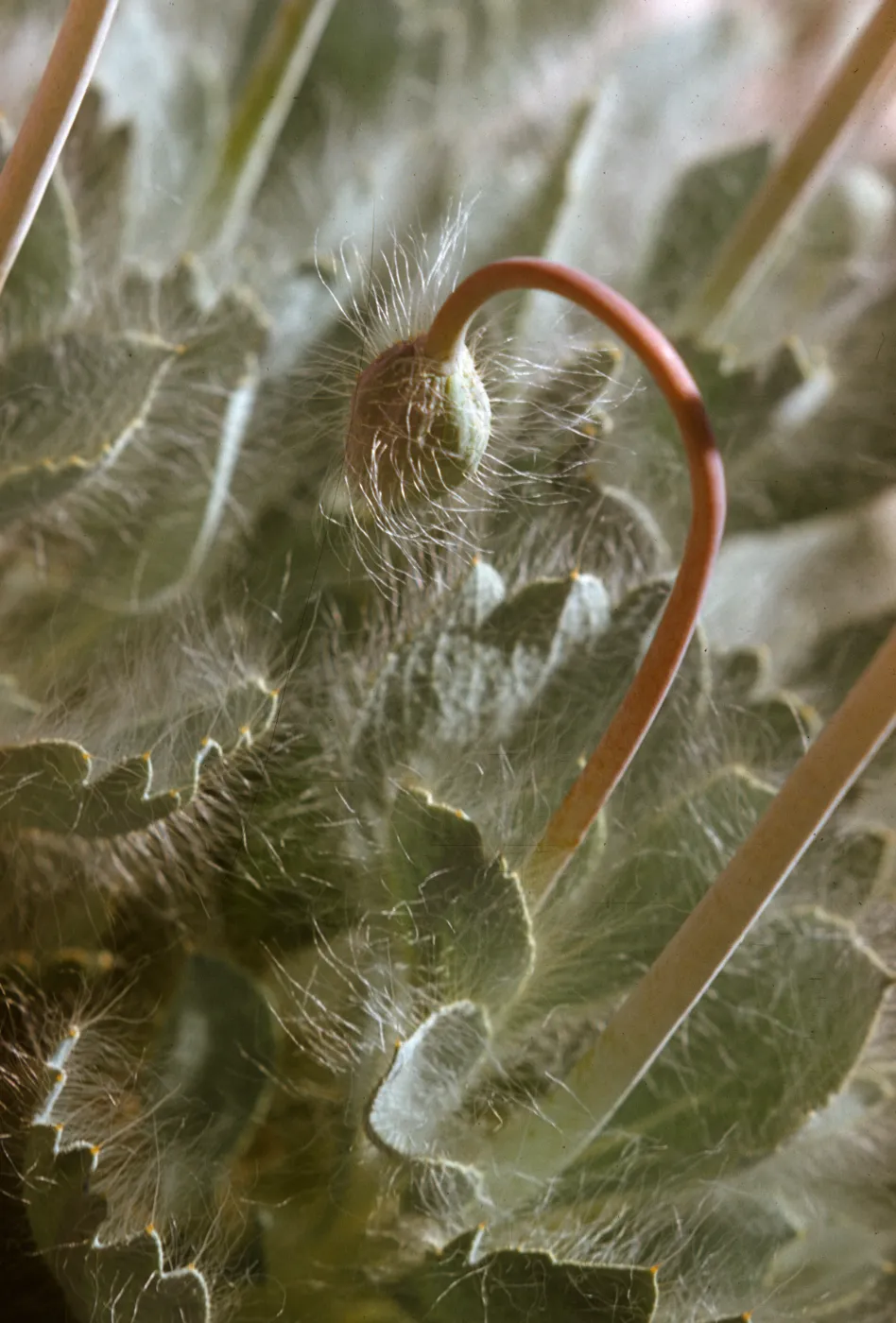 Arctomecon merriami, Bear Poppy
