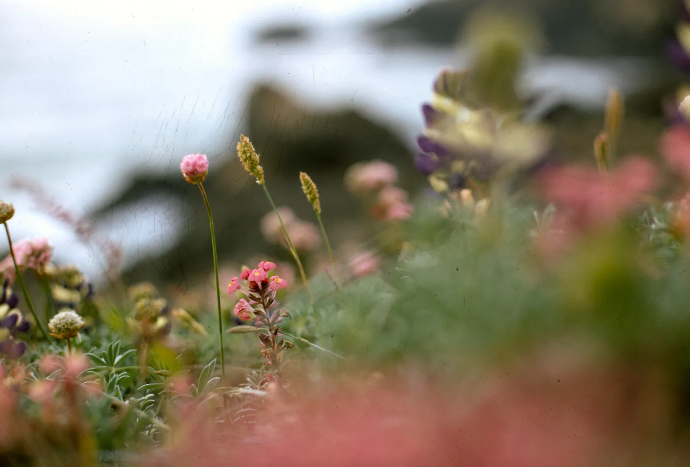 Armeria maritima