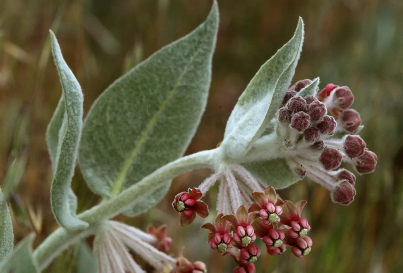 Asclepias eriocarpa
