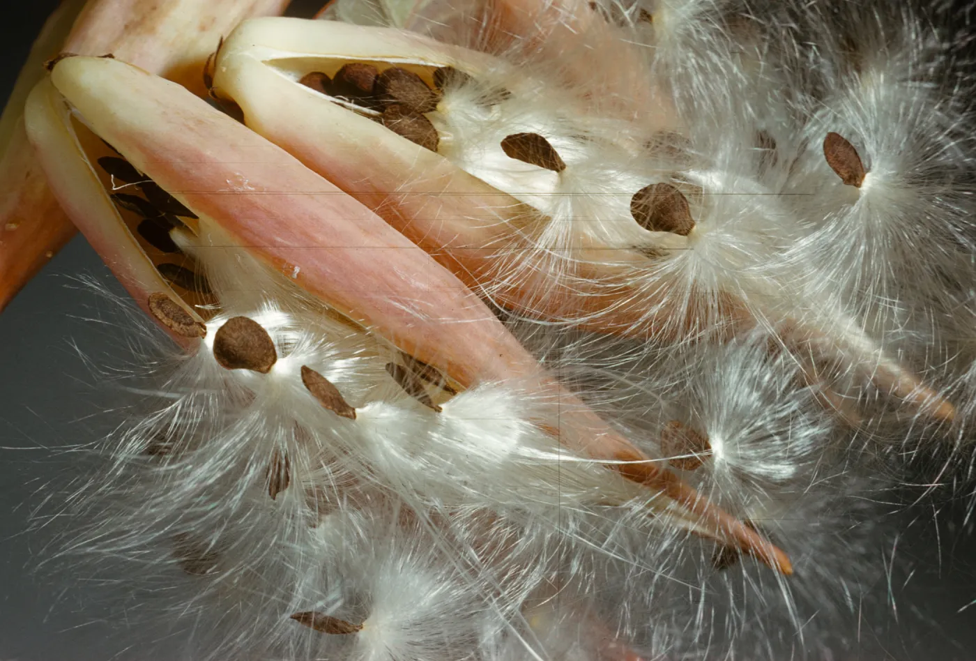 Asclepias 