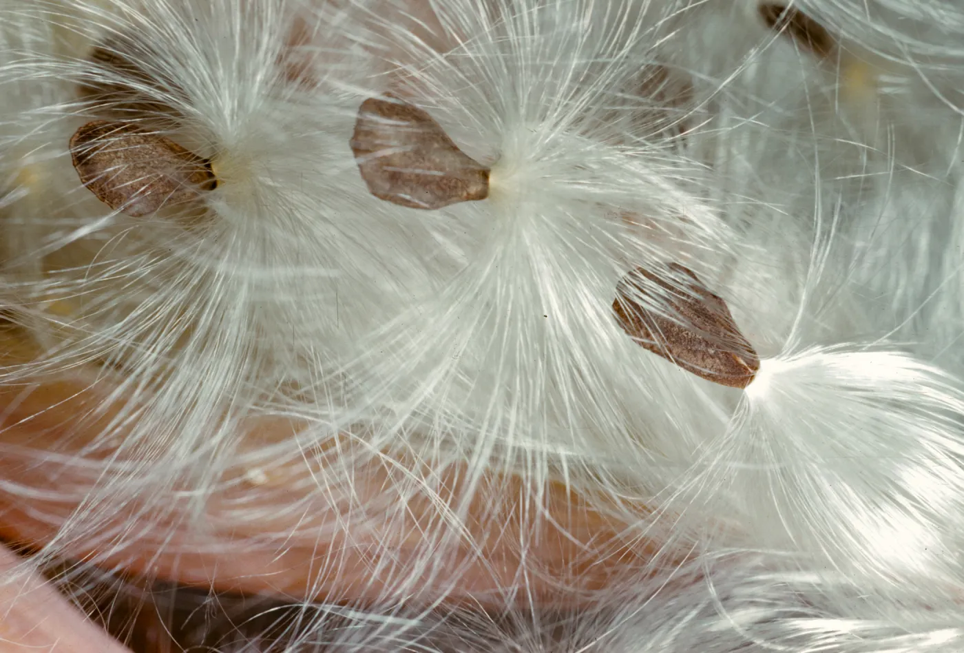 Asclepias 