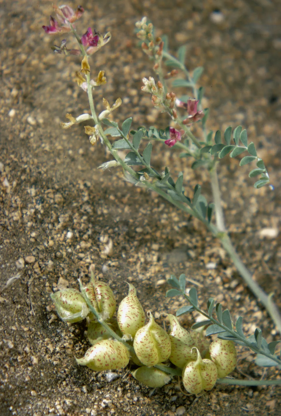 Astragalus lentiginosus
