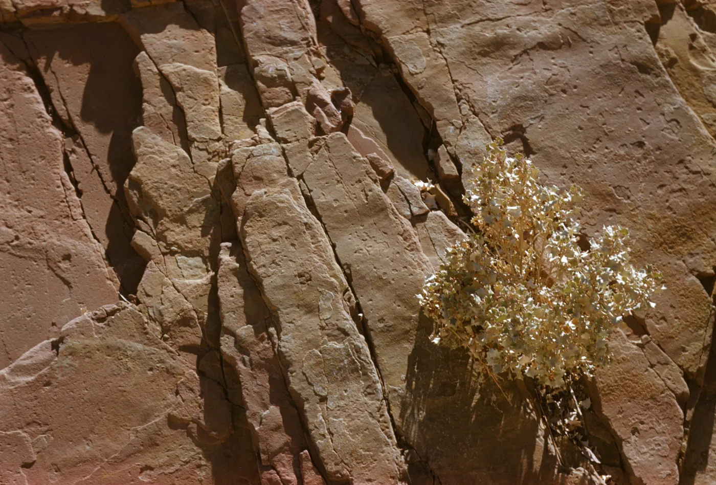 Atriplex hymenelytra