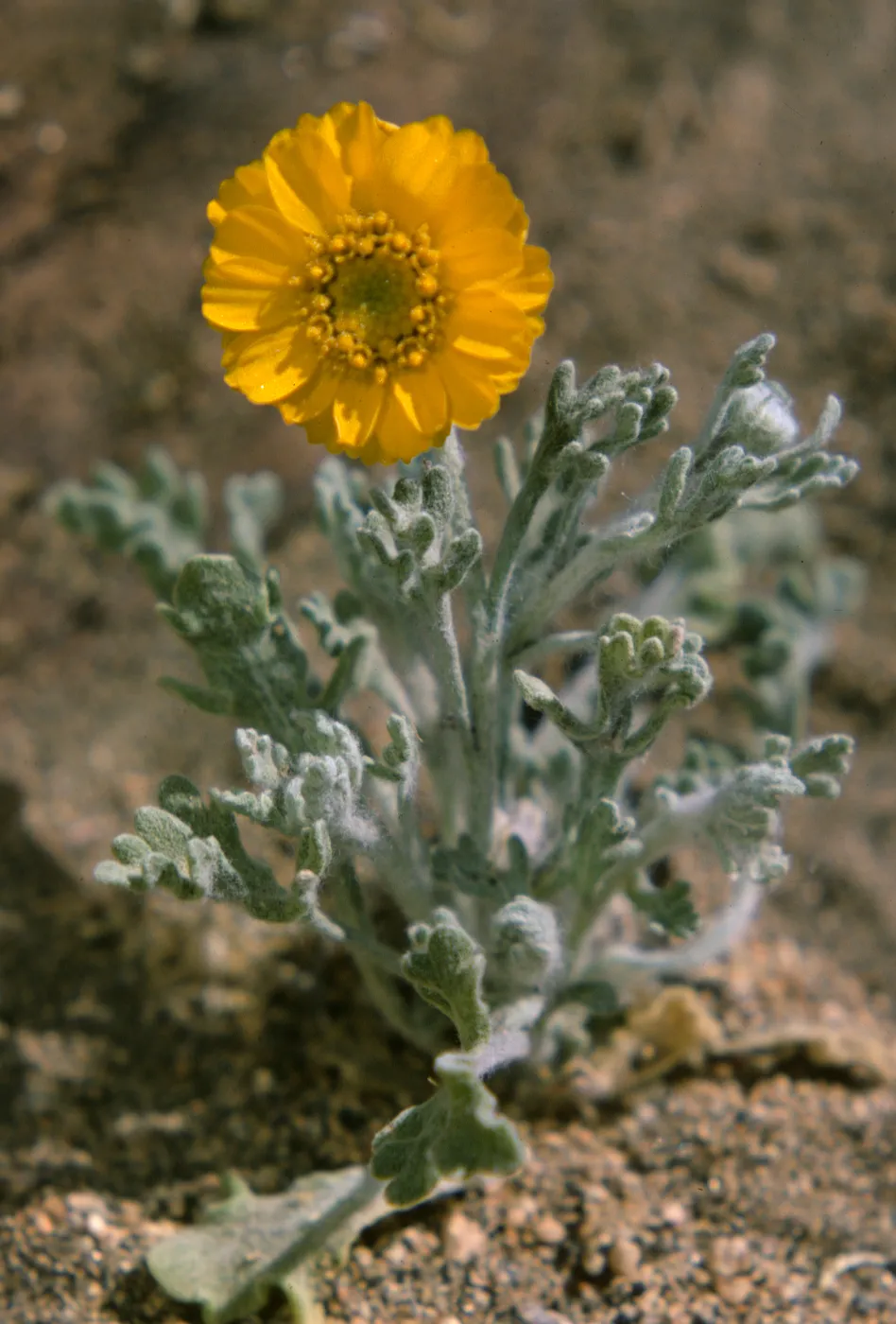 Baileya pleniradiata