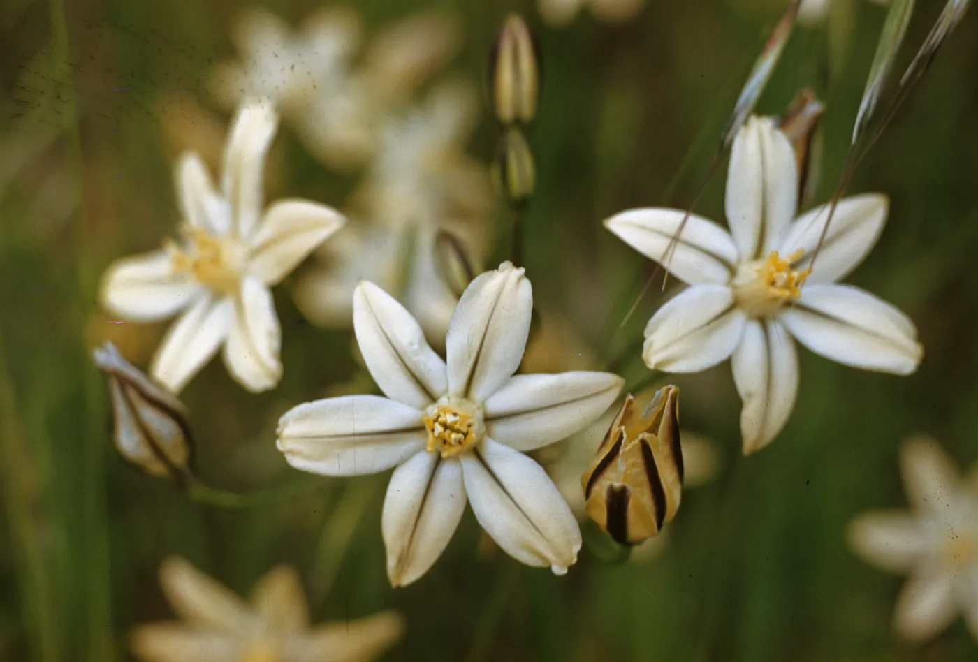 Triteleia ixioides